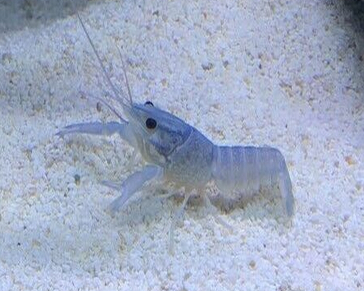 Blue Lobster ~ 4cm